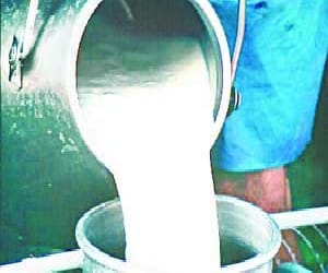 watery milk distributed in midday meal